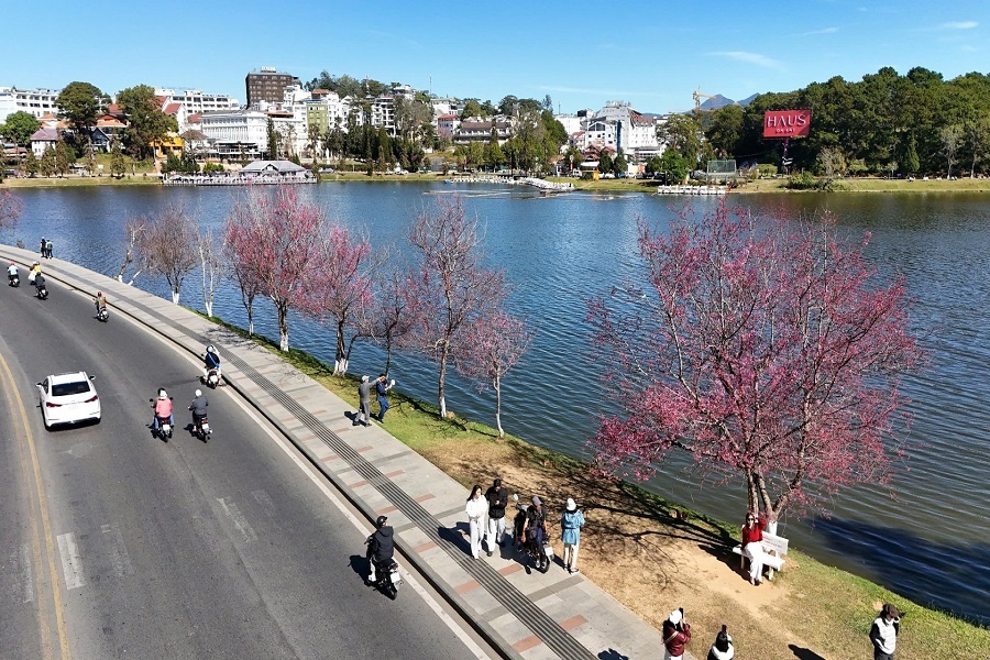 H&agrave;ng c&acirc;y mai anh đ&agrave;o ven hồ Xu&acirc;n Hương