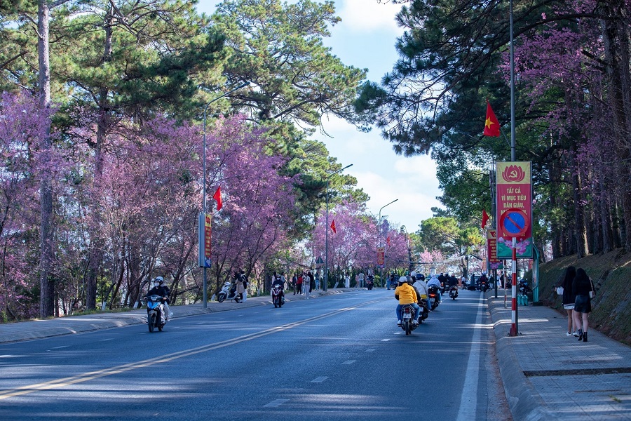 Hoa mai anh đ&agrave;o c&oacute; nguồn gốc từ Nhật Bản, được đưa về Đ&agrave; Lạt trồng từ những năm 1960 v&agrave; trở th&agrave;nh biểu tượng của th&agrave;nh phố ng&agrave;n hoa