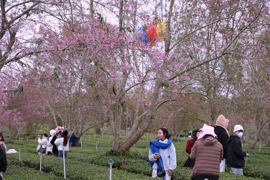 Kh&ocirc;ng kh&iacute; trải nghiệm m&ugrave;a hoa mai anh đ&agrave;o tại phường Xu&acirc;n Trường Đ&agrave; Lạt thu h&uacute;t đ&ocirc;ng đảo du kh&aacute;ch.