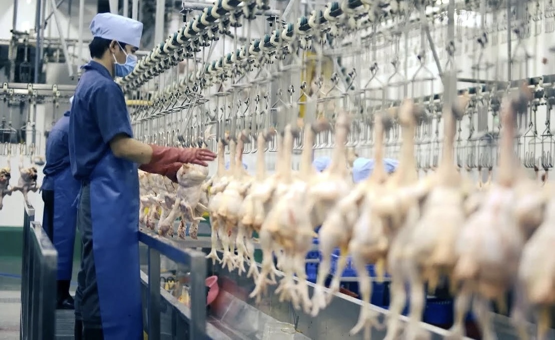 Tây Ninh tăng cường kiểm dịch, kiểm soát giết mổ động vật dịp Tết và Lễ hội Xuân 2026