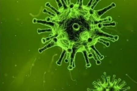 Hải Phòng: Tăng cường giám sát phòng, chống bệnh do vi rút Nipah