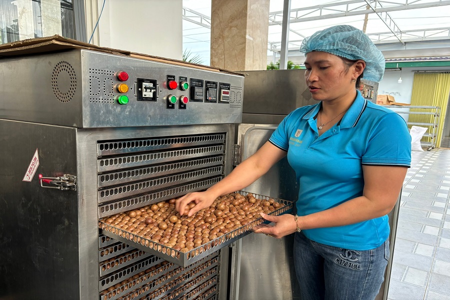 Mắc ca Lâm Đồng sấy nứt phục vụ mùa tết 2026 Mắc ca Lâm Đồng sấy nứt phục vụ mùa tết 2026