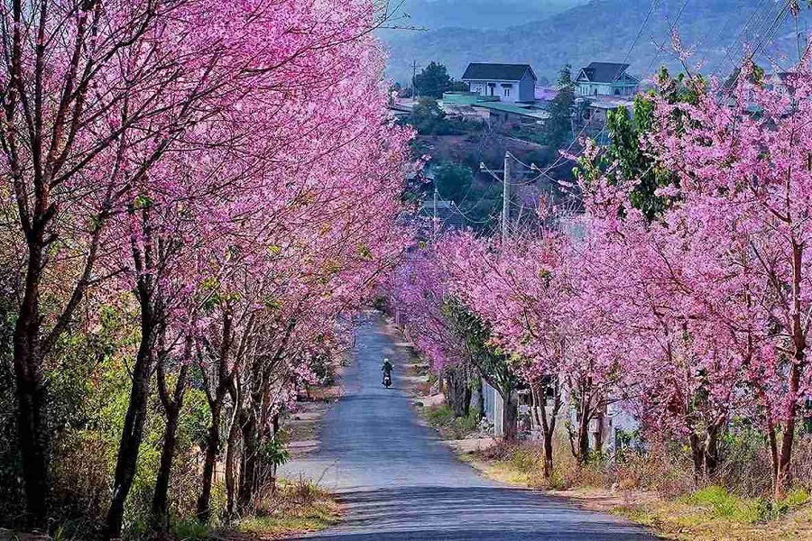 Hoa Mai anh đ&agrave;o bung nở rực sắc hồng khắp phố phường Đ&agrave; Lạt.