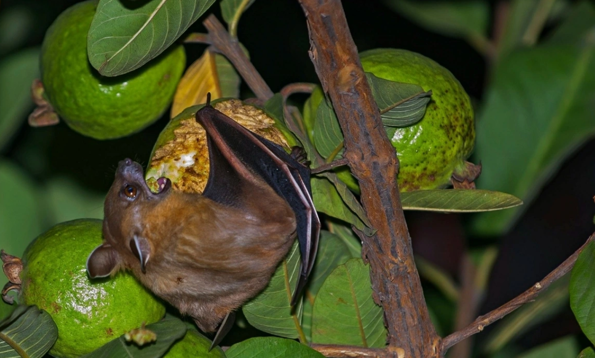 Nhận biết nhanh trái cây từng bị động vật cắn để bảo vệ sức khỏe