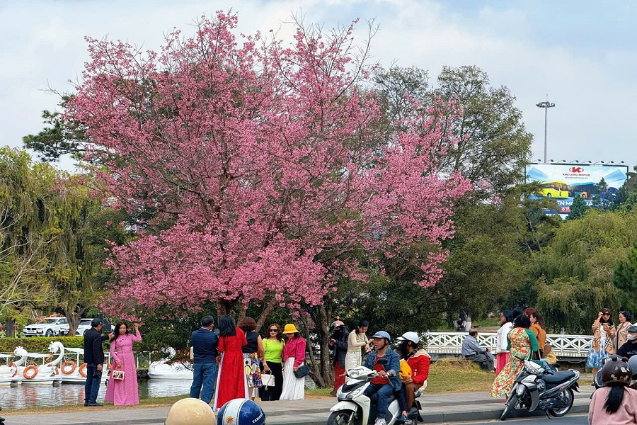 Những c&acirc;y Mai anh đ&agrave;o nở rộ đang n&iacute;u ch&acirc;n du kh&aacute;ch đến với Đ&agrave; Lạt.