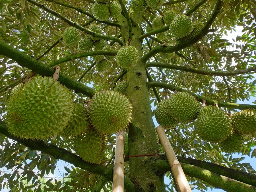 Giá sầu riêng hôm nay 2/2: Giá sầu Thái neo cao