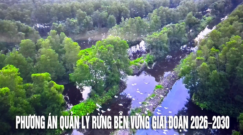 Cà Mau: Phê duyệt Phương án quản lý rừng bền vững tại rừng phòng hộ Đất Mũi