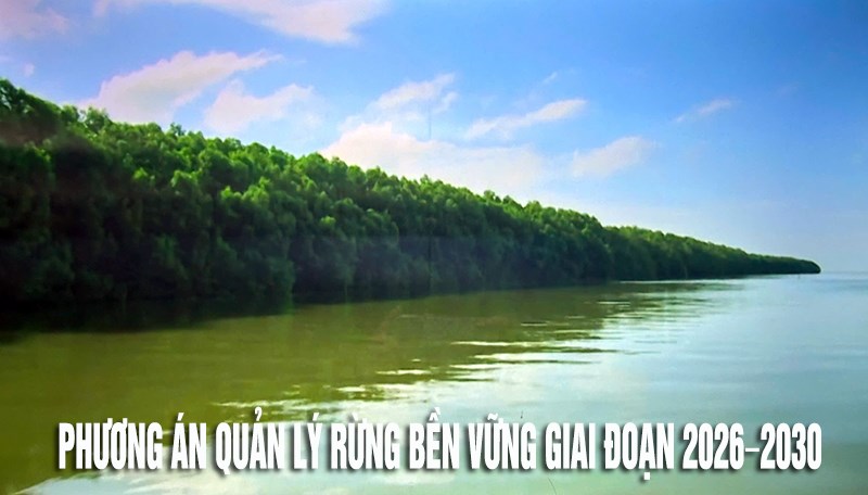 Cà Mau: Phê duyệt Phương án quản lý rừng bền vững đối với Ban Quản lý rừng phòng hộ Tam Giang