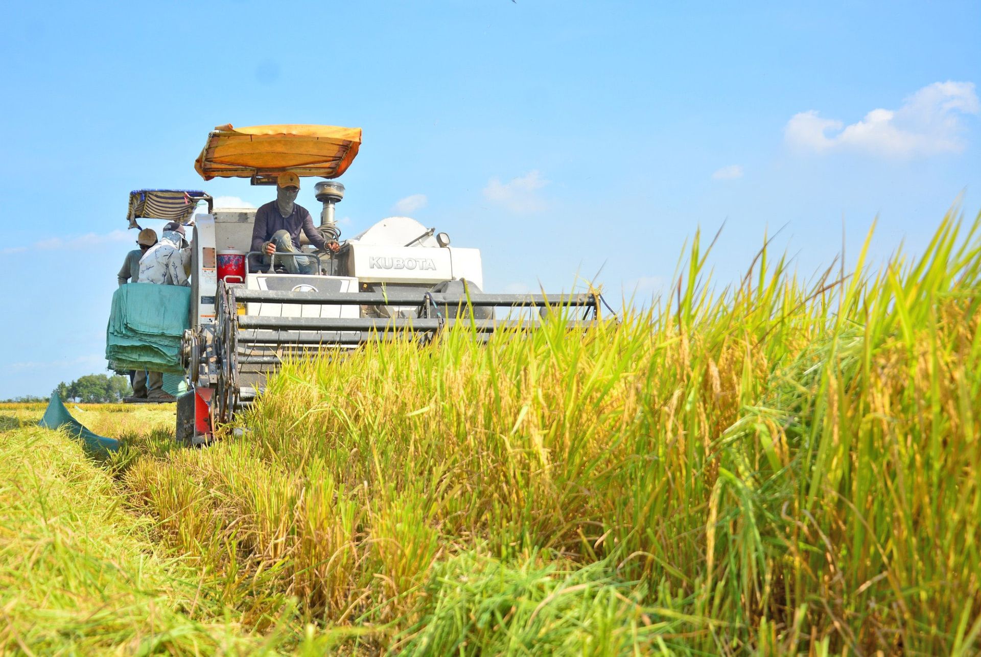 Giá lúa gạo hôm nay 2/2: Thị trường trầm lắng, giá giữ ổn định (Ảnh minh họa) Giá lúa gạo hôm nay 2/2: Thị trường trầm lắng, giá giữ ổn định (Ảnh minh họa)