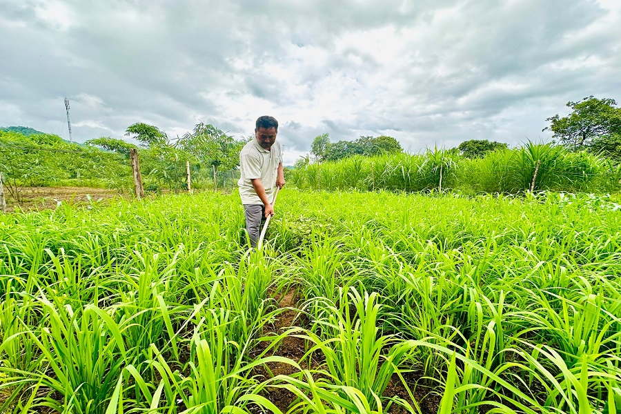 N&ocirc;ng d&acirc;n chăm s&oacute;c l&uacute;a Mẹ tại x&atilde; Phan Sơn