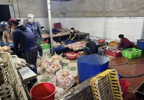 Khánh Hoà: Phát hiện cơ sở giết mổ gia cầm trữ 10 tấn thịt gà không nguồn gốc, xuất xứ