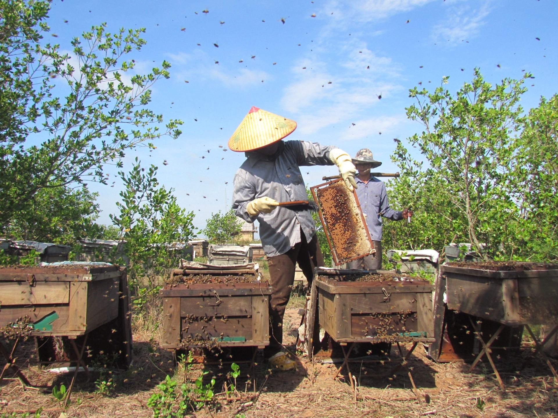 Người d&acirc;n nu&ocirc;i ong trong Vườn Quốc gia Xu&acirc;n Thủy.