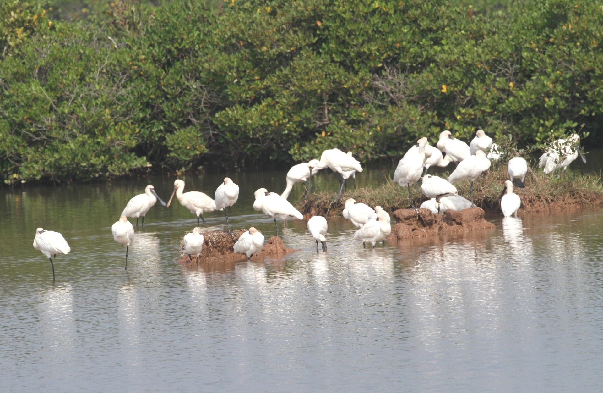 Vườn Quốc gia Xu&acirc;n Thủy &ndash; &ldquo;ga chim&rdquo; tr&ecirc;n tuyến kh&ocirc;ng tr&igrave;nh vạn dặm