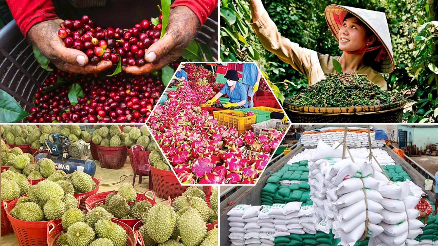 Nông sản Việt đổi trục phát triển: Từ chạy theo sản lượng đến chinh phục chất lượng