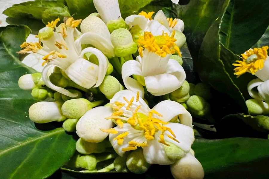 Hoa bưởi: Những lợi ích sức khỏe ít người biết