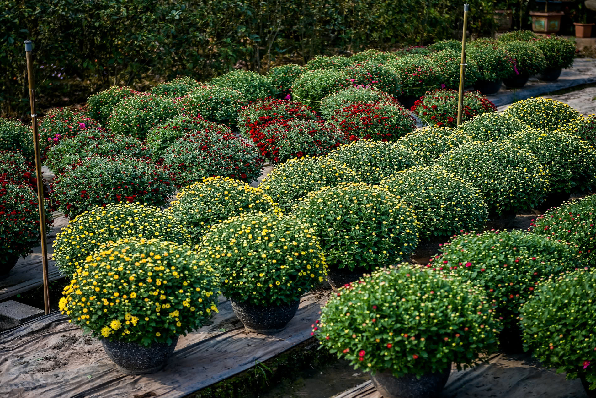 Kh&ocirc;ng chỉ mang lại lợi &iacute;ch kinh tế, nghề trồng hoa, c&acirc;y cảnh c&ograve;n g&oacute;p phần cải thiện m&ocirc;i trường sống, x&acirc;y dựng cảnh quan n&ocirc;ng th&ocirc;n xanh &ndash; sạch &ndash; đẹp