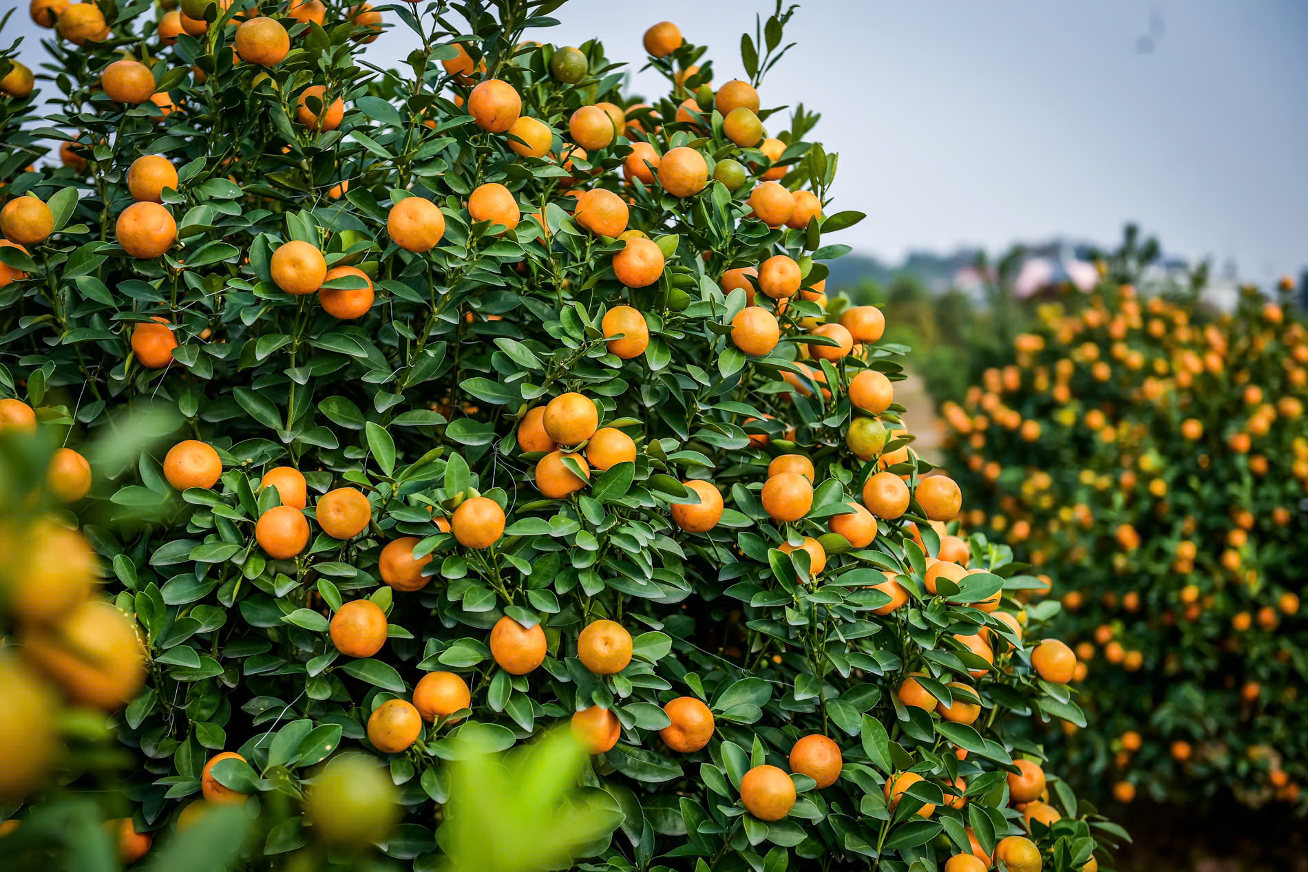 l&agrave;ng hoa, c&acirc;y cảnh Liễu Đề đang từng bước khẳng định vị thế, trở th&agrave;nh điểm s&aacute;ng trong ph&aacute;t triển kinh tế n&ocirc;ng nghiệp của x&atilde; Nghĩa Hưng
