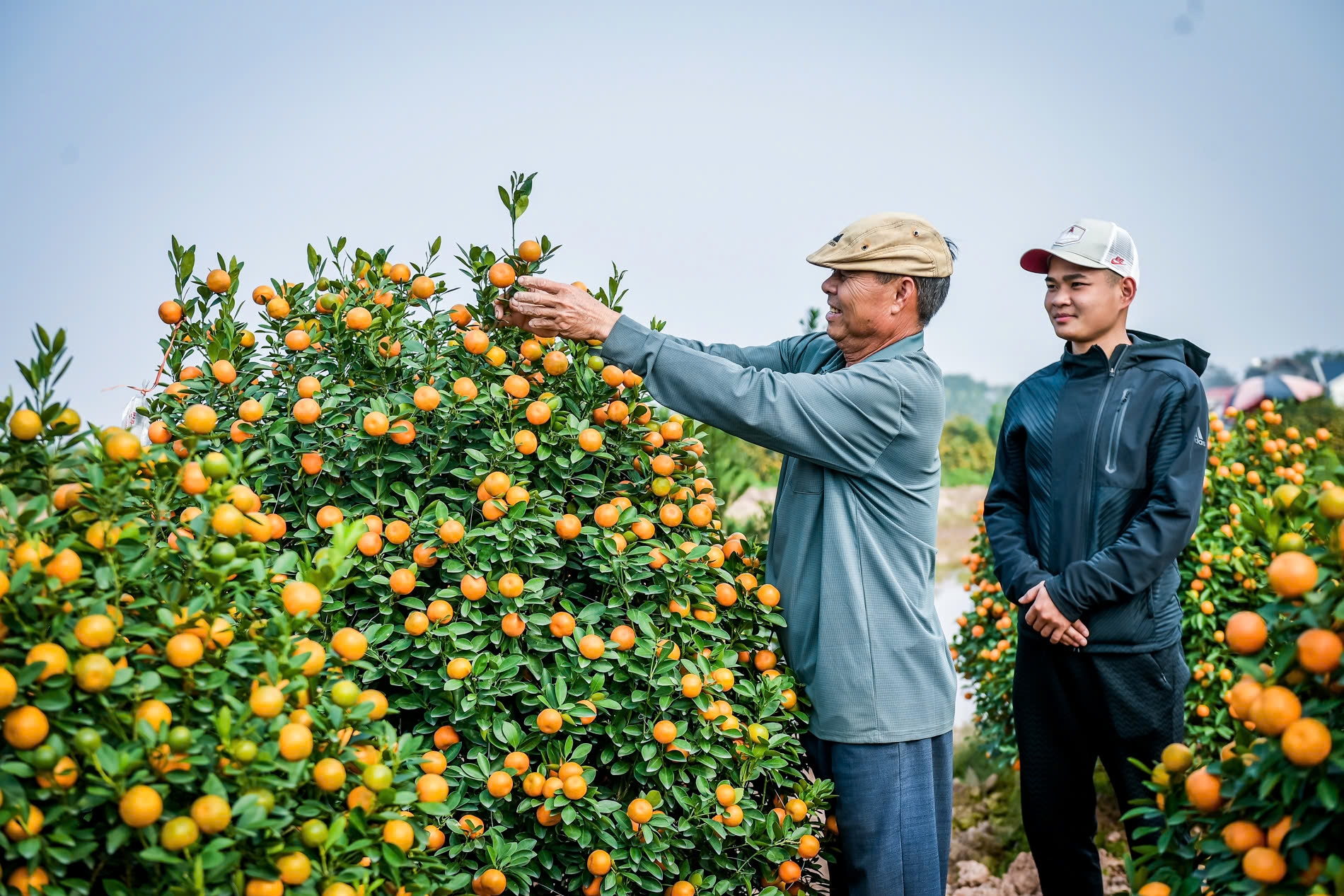 Điểm nổi bật của l&agrave;ng hoa, c&acirc;y cảnh Liễu Đề ch&iacute;nh l&agrave; kỹ thuật chăm s&oacute;c tỉ mỉ, c&ocirc;ng phu v&agrave; mang đậm dấu ấn của người l&agrave;m nghề