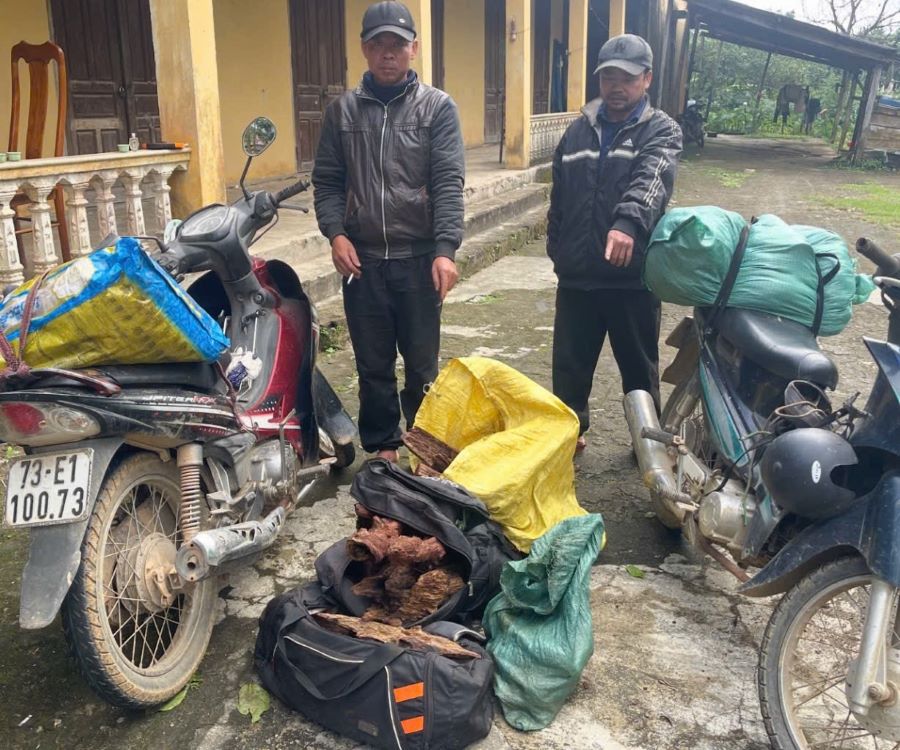Quảng Trị: Bắt giữ vụ vận chuyển trái phép 35kg gỗ Mán Đỉa