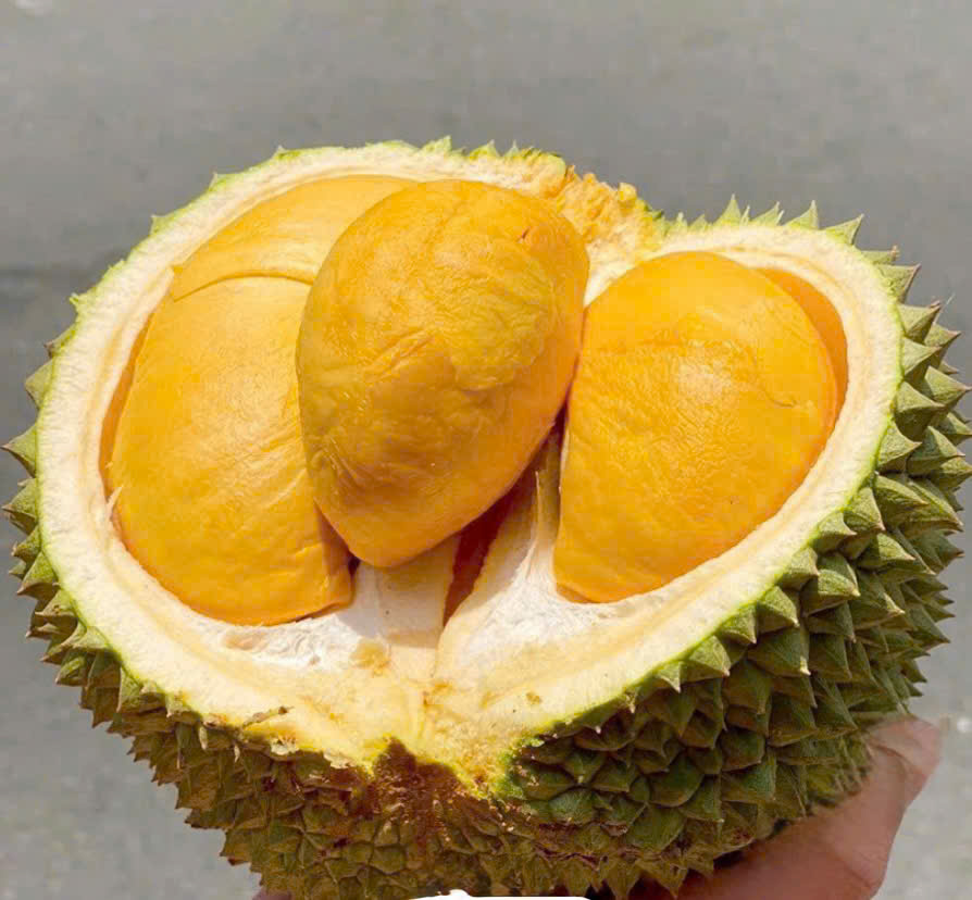 Giá sầu riêng hôm nay 5/2: Sầu riêng Thái duy trì mức cao 150.000 đồng/kg