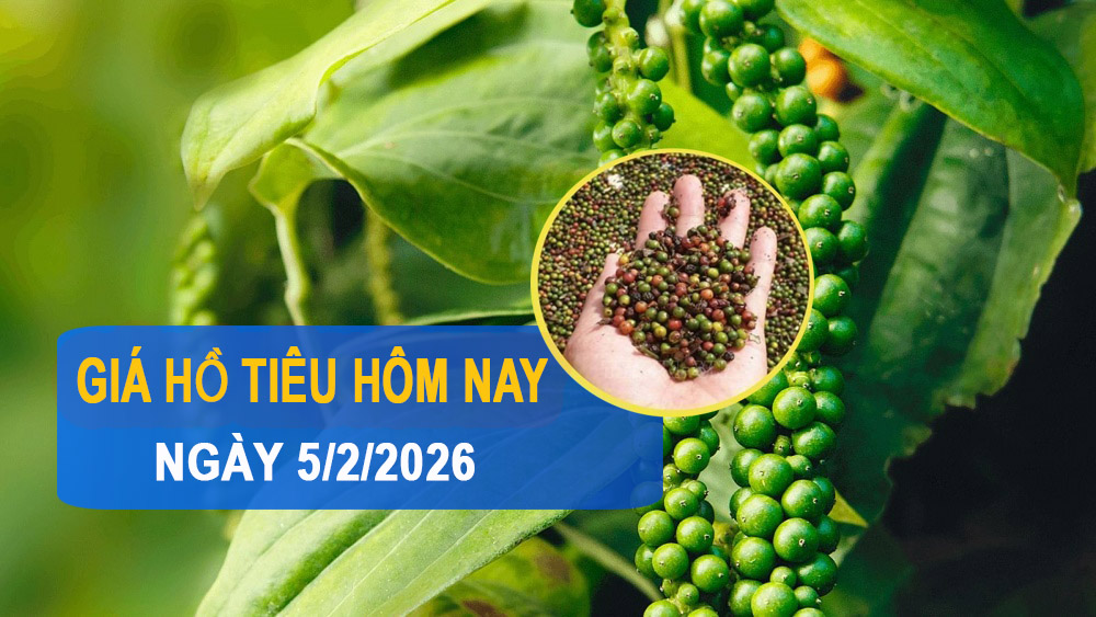 Giá tiêu hôm nay 5/2: Quay đầu giảm nhẹ