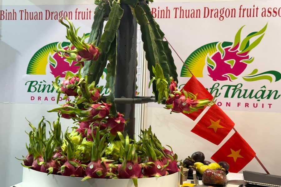 Thanh long Lâm Đồng tham gia Hội chợ Fruit Logistica 2026 tại Đức