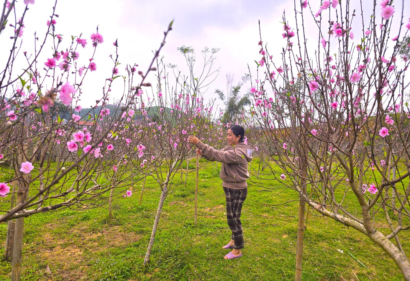 Đào nở sớm hàng loạt, nhà vườn thấp thỏm lo “mất Tết”