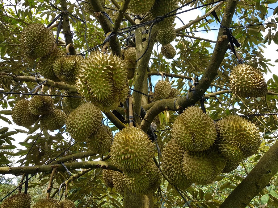 Giá sầu riêng hôm nay 7/2: Sầu Thái giảm nhẹ