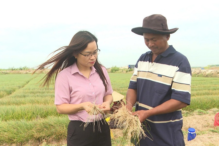 Lâm Đồng: Tết đến, người trồng kiệu Sơn Mỹ phấn khởi thu tiền tỷ