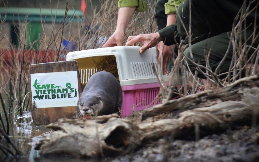 Thả c&aacute;c c&aacute; thể r&aacute;i c&aacute; vuốt b&eacute; về m&ocirc;i trường tự nhi&ecirc;n