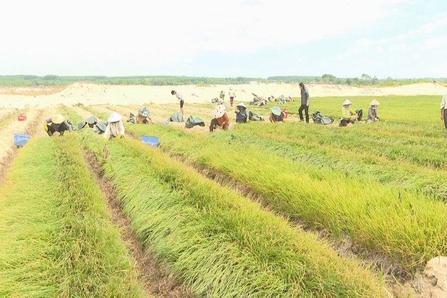 Tất bật thu hoạch kiệu ở Sơn Mỹ