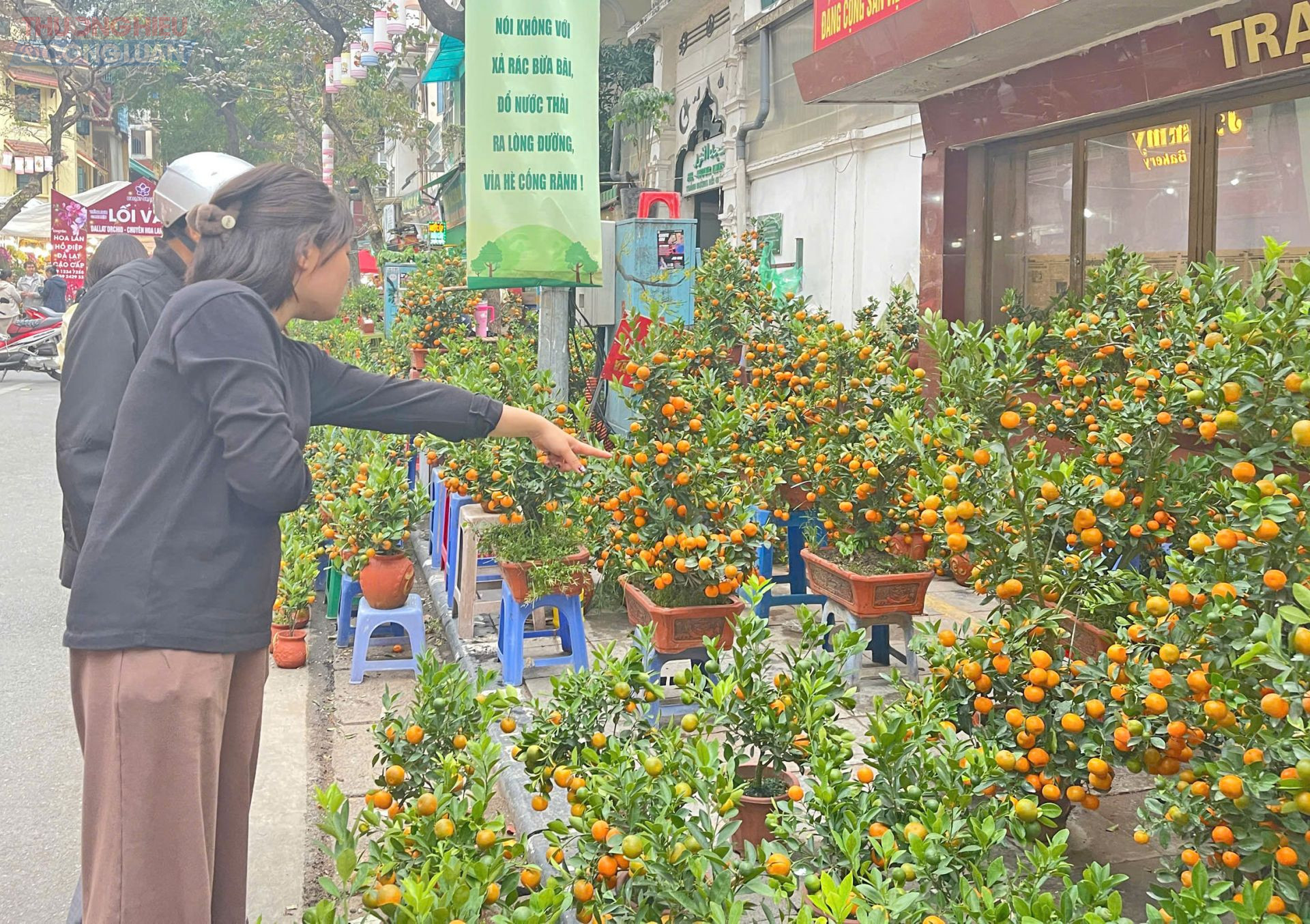 Nếu hoa mai, hoa đ&agrave;o l&agrave; biểu tượng của sự sinh s&ocirc;i, nảy nở, mang lại t&agrave;i lộc v&agrave; ph&uacute; qu&yacute; th&igrave; c&acirc;y quất với những tr&aacute;i v&agrave;ng ươm tượng trưng cho sự đầy đủ, sum vầy.