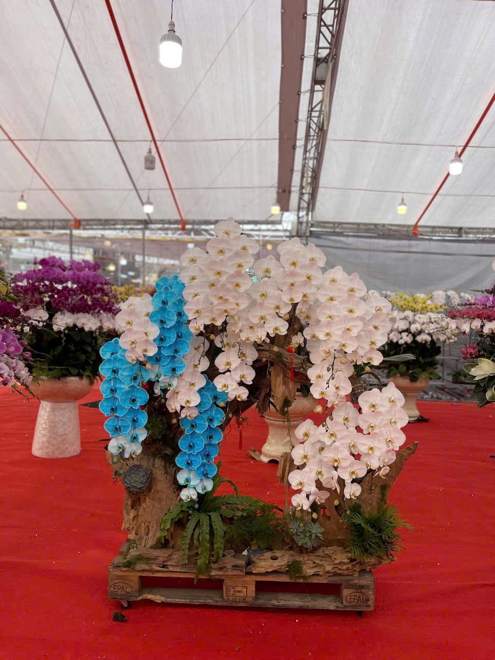 Những chậu hồ điệp với m&agrave;u sắc bắt mắt, phối cảnh h&agrave;i h&ograve;a được xem l&agrave; biểu tượng của sự gi&agrave;u sang, ph&uacute; qu&yacute;, hạnh ph&uacute;c v&agrave; vi&ecirc;n m&atilde;n trong mỗi dịp Tết đến, xu&acirc;n về.