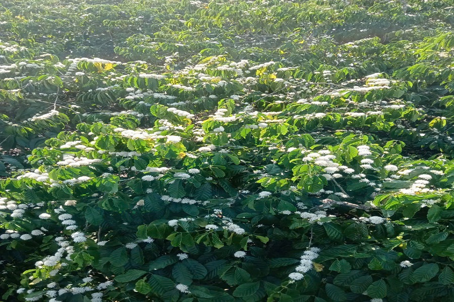 Ng&agrave;nh c&agrave; ph&ecirc; Việt Nam bước v&agrave;o năm 2026 với t&iacute;n hiệu t&iacute;ch cực, tiếp nối đ&agrave; tăng trưởng khả quan đ&atilde; đạt được trong năm ngo&aacute;i.