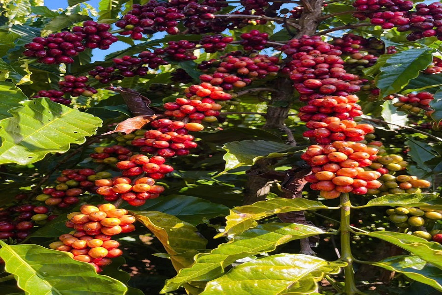 Ng&agrave;nh c&agrave; ph&ecirc; Việt Nam bước v&agrave;o năm 2026 với t&iacute;n hiệu t&iacute;ch cực, tiếp nối đ&agrave; tăng trưởng khả quan đ&atilde; đạt được trong năm ngo&aacute;i.