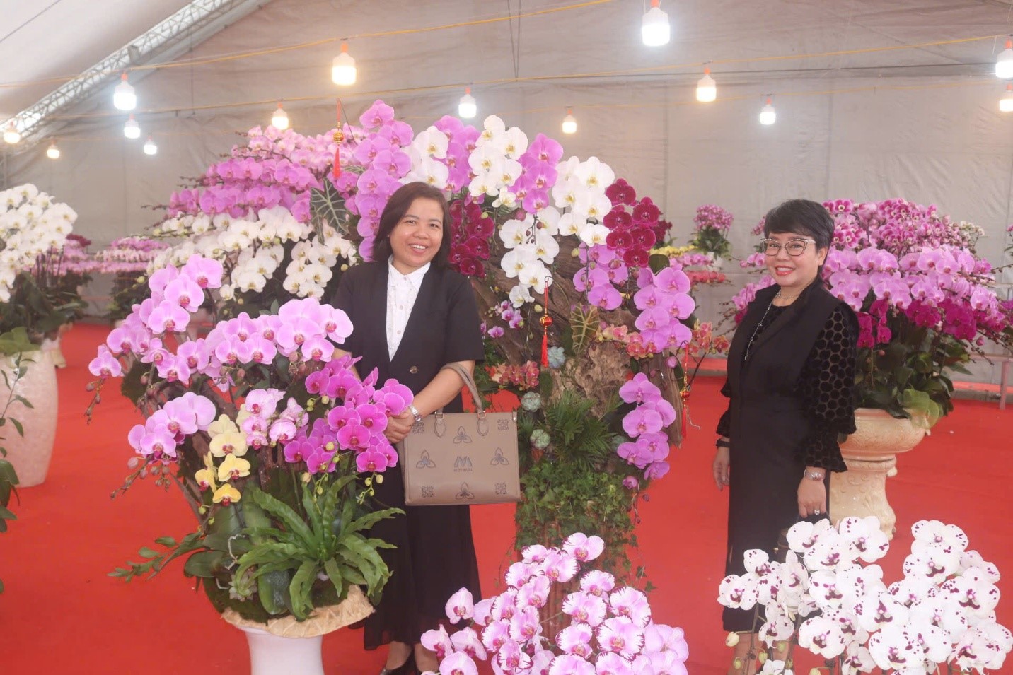 Nhà vườn Song Linh nhộn nhịp mùa lan hồ điệp cận Tết Bính Ngọ 2026