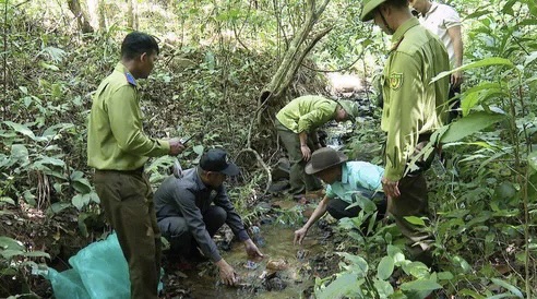 Thả c&aacute;c c&aacute; thể r&ugrave;a về m&ocirc;i trường tự nhi&ecirc;n. (Ảnh: Mạnh H&agrave;)