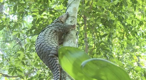 Gia Lai thả 20 cá thể động vật rừng quý hiếm về môi trường tự nhiên