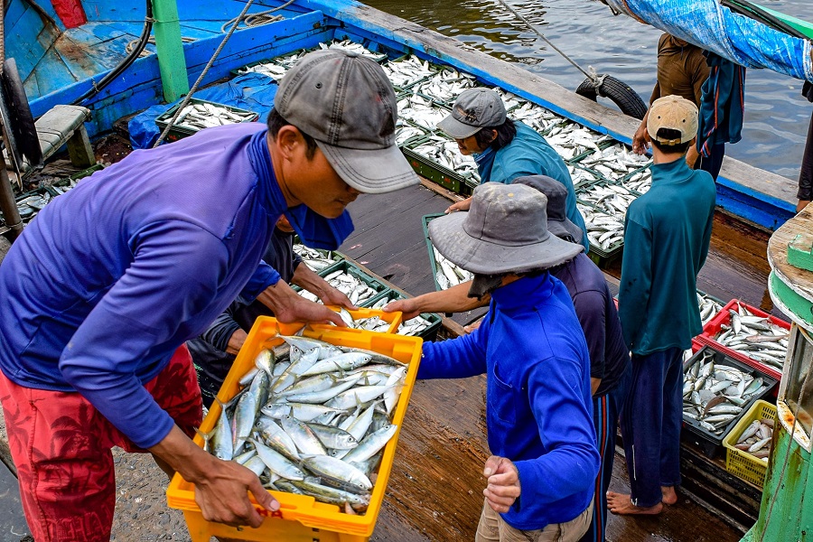 Nhờ đầu tư trang thiết bị hiện đại, c&aacute;c chuyến biển của ngư d&acirc;n lu&ocirc;n bội thu. Ảnh: N.L&acirc;n