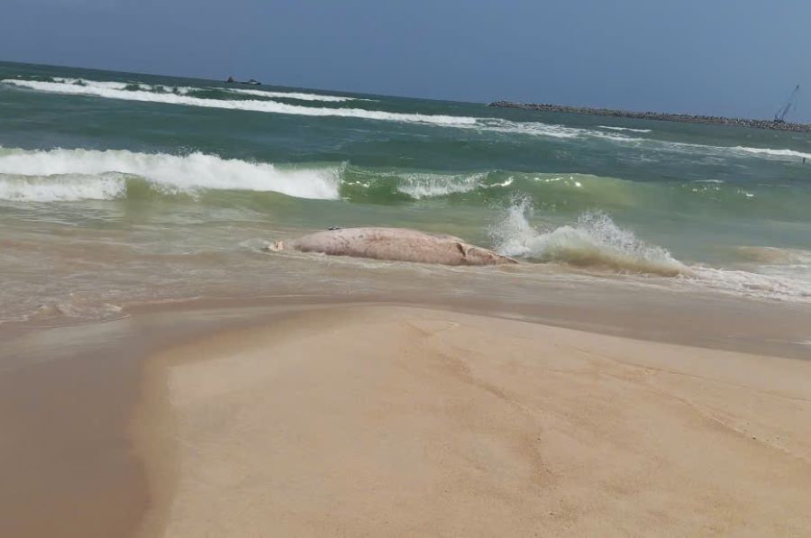 Quảng Trị: Phát hiện xác cá voi "khủng" dạt vào bờ biển