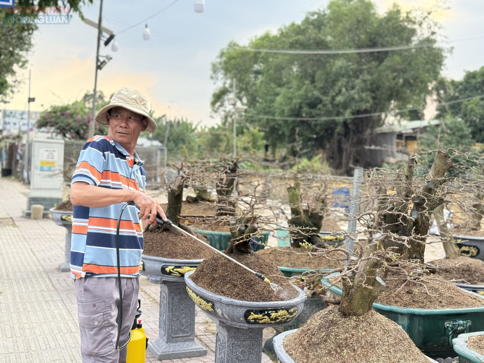 Hoa Tết được chăm s&oacute;c kỹ lưỡng để phục vụ người d&acirc;n mua sắm, trang tr&iacute; dịp Tết.