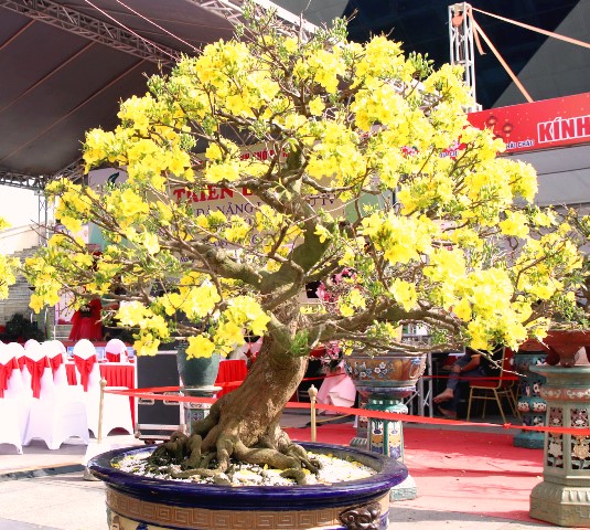 Những cội mai vàng khu vực miền Trung - Tây Nguyên khoe sắc