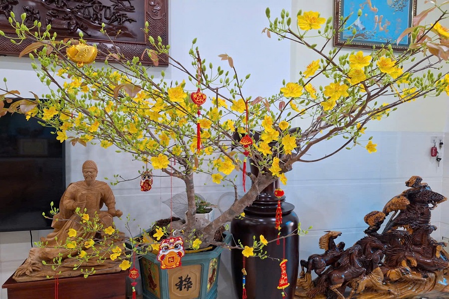Một c&acirc;y mai v&agrave;ng thuần chậu với vẻ đẹp rực s&aacute;ng được chưng trong dịp tết
