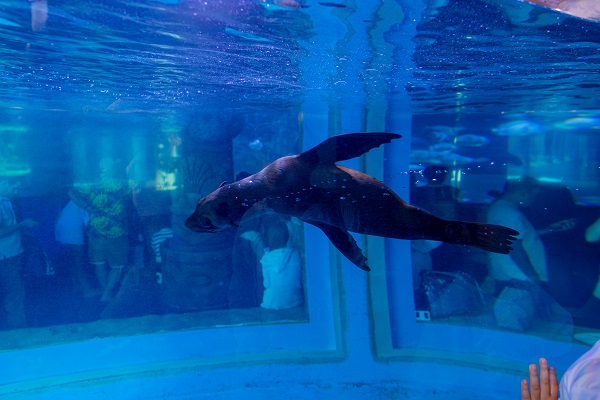 Thủy cung Vinpearl Nha Trang