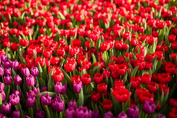 Vườn hoa Vinpearl Nha Trang