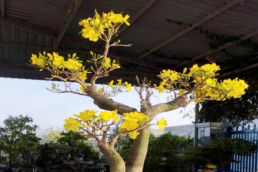 Vẻ đẹp của mai rừng B&igrave;nh Thuận qua tạo d&aacute;ng bonsai của anh L&ecirc; Văn Phương x&atilde; Li&ecirc;n Hương