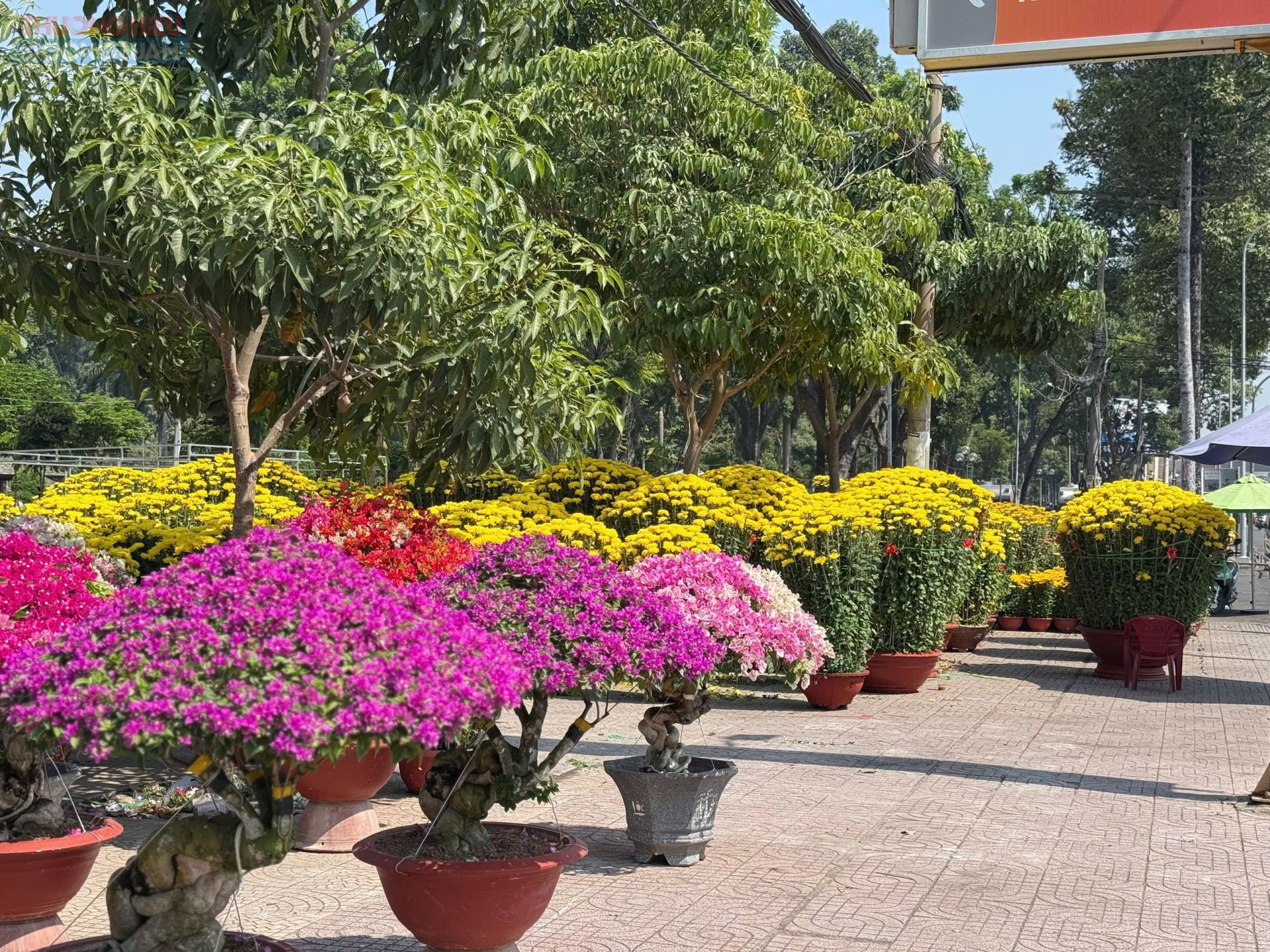 Sắc hoa rực rỡ khắp c&aacute;c tuyến đường tại TP. HCM tạo n&ecirc;n một kh&ocirc;ng gian v&ocirc; c&ugrave;ng sống động.