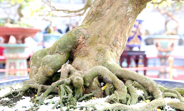 Cội Mai v&agrave;ng đoạt giải v&agrave;ng.