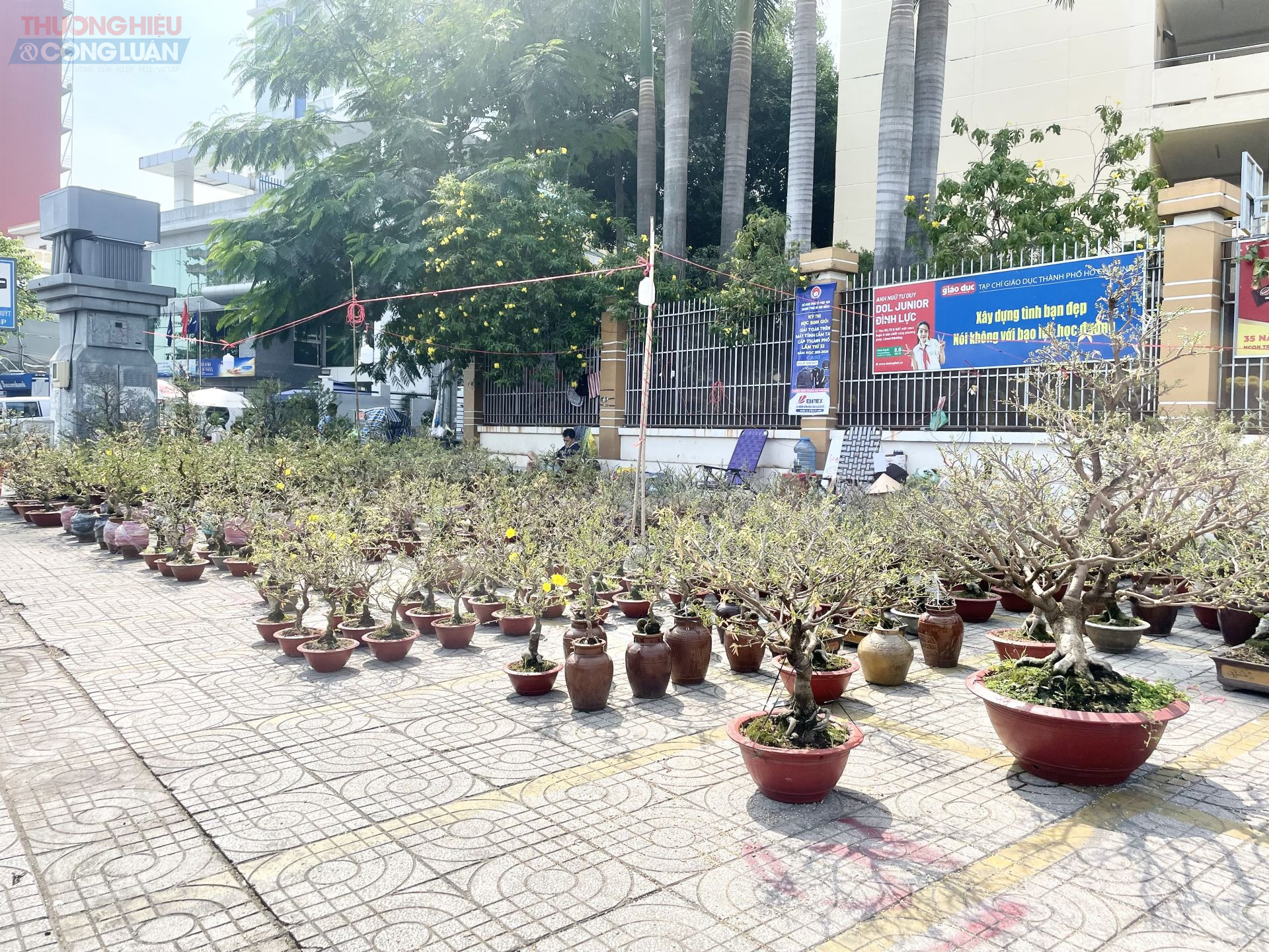 Đa dạng c&aacute;c chậu mai từ size nhỏ đến vừa đ&aacute;p ứng mọi nhu cầu của người d&acirc;n.