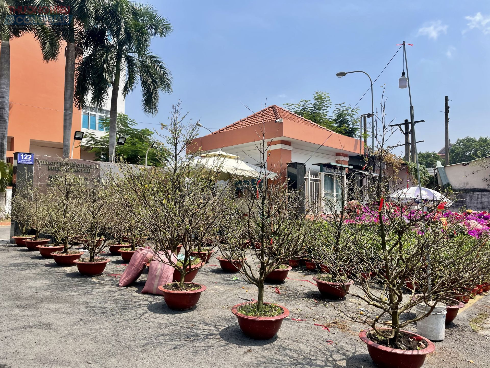 C&aacute;c chậu mai cỡ lớn được b&agrave;y b&aacute;n tr&ecirc;n c&aacute;c tuyến đường tại TP. HCM